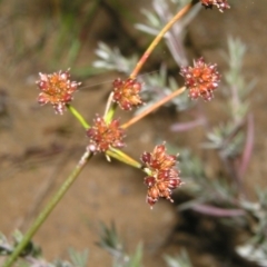 Luzula sp. (Woodrush) at Molonglo Valley, ACT - 10 Feb 2022 by MatthewFrawley