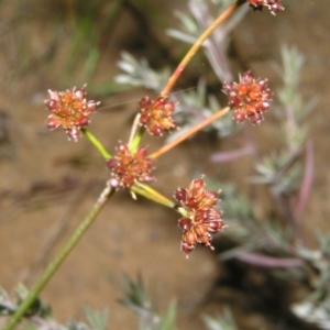 Luzula sp. at Molonglo Valley, ACT - 10 Feb 2022 08:04 PM