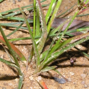 Luzula sp. at Molonglo Valley, ACT - 10 Feb 2022