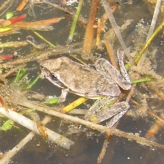 Litoria latopalmata (Broad-palmed Tree-frog) at Molonglo Valley, ACT - 10 Feb 2022 by MatthewFrawley