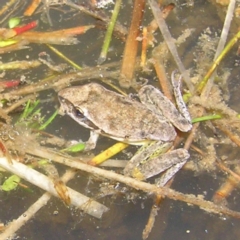 Litoria latopalmata (Broad-palmed Tree-frog) at Block 402 - 10 Feb 2022 by MatthewFrawley