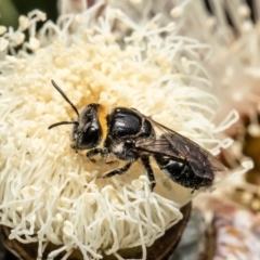 Euryglossa depressa (Native bee) at Belconnen, ACT - 11 Feb 2022 by Roger