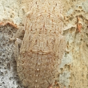 Ledromorpha planirostris at Turner, ACT - 11 Feb 2022