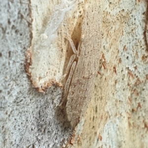 Ledromorpha planirostris at Turner, ACT - 11 Feb 2022