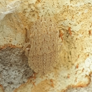 Ledromorpha planirostris at Turner, ACT - 11 Feb 2022