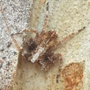 Stephanopis sp. (genus) at Turner, ACT - 11 Feb 2022 03:10 PM