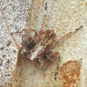 Stephanopis sp. (genus) at Turner, ACT - 11 Feb 2022