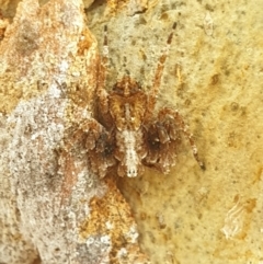 Stephanopis sp. (genus) at Turner, ACT - 11 Feb 2022