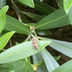 Eristalinus sp. (genus) at Theodore, ACT - 10 Feb 2022