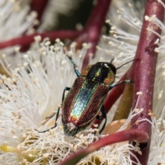 Selagis caloptera (Caloptera jewel beetle) at Red Hill Nature Reserve - 11 Feb 2022 by Roger