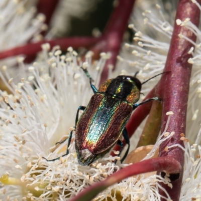 Selagis caloptera (Caloptera jewel beetle) at Red Hill Nature Reserve - 11 Feb 2022 by Roger