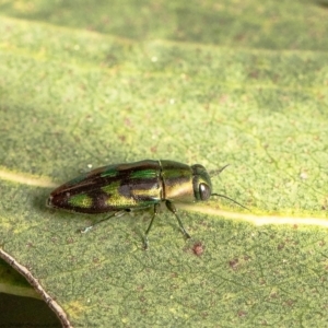 Melobasis purpurascens at Belconnen, ACT - 10 Feb 2022