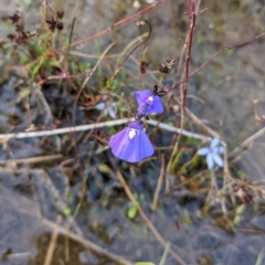 Utricularia dichotoma (Fairy Aprons, Purple Bladderwort) at Molonglo Valley, ACT - 10 Feb 2022 by HelenCross
