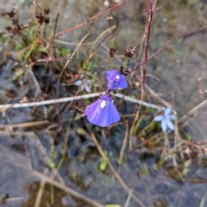 Utricularia dichotoma at Molonglo Valley, ACT - 10 Feb 2022 07:54 PM