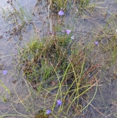 Utricularia dichotoma at Molonglo Valley, ACT - 10 Feb 2022