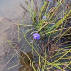 Utricularia dichotoma at Molonglo Valley, ACT - 10 Feb 2022 07:54 PM