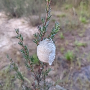 Mantodea (order) at Molonglo Valley, ACT - 10 Feb 2022