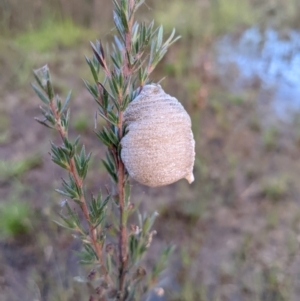 Mantodea (order) at Molonglo Valley, ACT - 10 Feb 2022