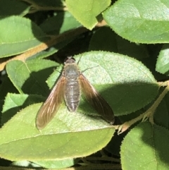Comptosia sp. (genus) (Unidentified Comptosia bee fly) at Haig Park - 11 Feb 2022 by Dan