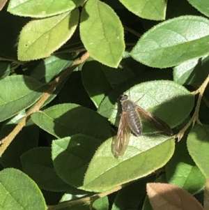 Comptosia sp. (genus) at Braddon, ACT - 11 Feb 2022