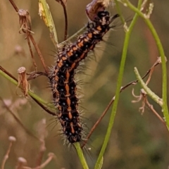 Nyctemera amicus (Senecio or Magpie moth) at Molonglo Valley, ACT - 10 Feb 2022 by HelenCross