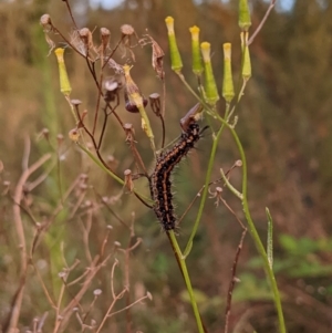 Nyctemera amicus at Molonglo Valley, ACT - 10 Feb 2022