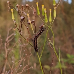 Nyctemera amicus at Molonglo Valley, ACT - 10 Feb 2022