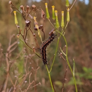 Nyctemera amicus at Molonglo Valley, ACT - 10 Feb 2022