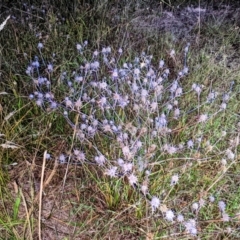 Eryngium ovinum (Blue Devil) at Block 402 - 10 Feb 2022 by HelenCross