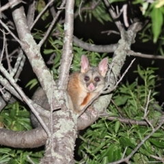 Trichosurus vulpecula (Common Brushtail Possum) at Garran, ACT - 14 Nov 2021 by kieranh