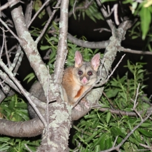 Trichosurus vulpecula at Garran, ACT - suppressed