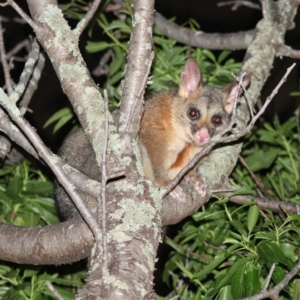 Trichosurus vulpecula at Garran, ACT - suppressed