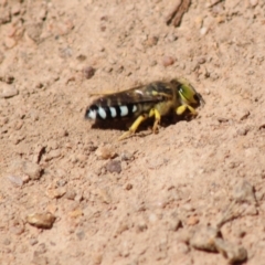 Bembix sp. (genus) (Unidentified Bembix sand wasp) at Red Hill to Yarralumla Creek - 10 Feb 2022 by kieranh