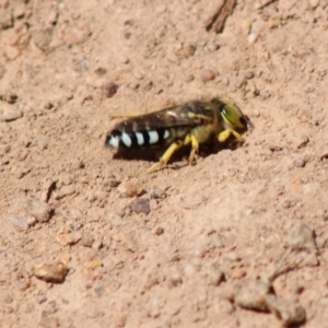 Bembix sp. (genus) at Hughes, ACT - 10 Feb 2022