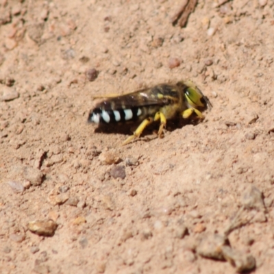 Bembix sp. (genus) (Unidentified Bembix sand wasp) at Hughes Grassy Woodland - 10 Feb 2022 by kieranh