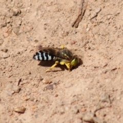 Bembix sp. (genus) at Hughes, ACT - 10 Feb 2022 02:58 PM