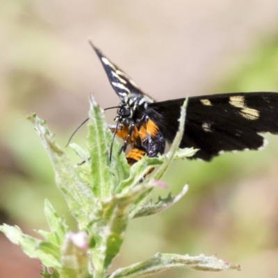 Idalima affinis (A day flying moth) at Bonython, ACT - 11 Feb 2022 by WarrenRowland