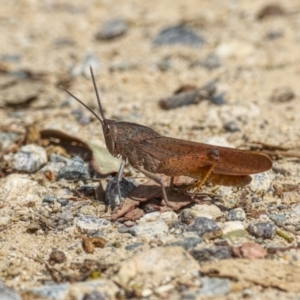 Goniaea australasiae at Bonython, ACT - 11 Feb 2022 03:07 PM