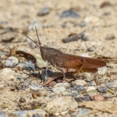 Goniaea australasiae (Gumleaf grasshopper) at Stranger Pond - 11 Feb 2022 by WarrenRowland