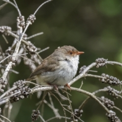 Malurus cyaneus (Superb Fairywren) at Stranger Pond - 11 Feb 2022 by WarrenRowland