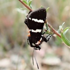 Hecatesia fenestrata (Common Whistling Moth) at Aranda, ACT - 11 Feb 2022 by CathB