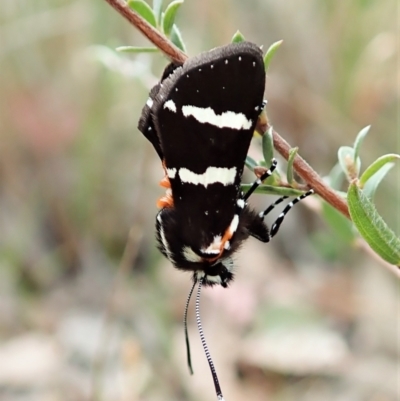 Hecatesia fenestrata (Common Whistling Moth) at Aranda Bushland - 11 Feb 2022 by CathB