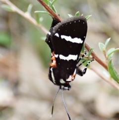 Hecatesia fenestrata at Aranda, ACT - 11 Feb 2022