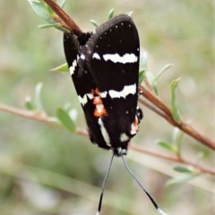 Hecatesia fenestrata at Aranda, ACT - 11 Feb 2022 12:20 PM