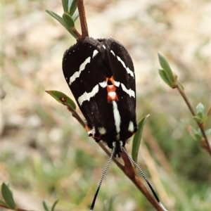 Hecatesia fenestrata at Aranda, ACT - 11 Feb 2022 12:20 PM