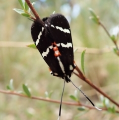 Hecatesia fenestrata at Aranda, ACT - 11 Feb 2022 12:20 PM