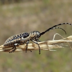Rhytiphora collaris (Longhorn beetle) at Cook, ACT - 11 Feb 2022 by CathB