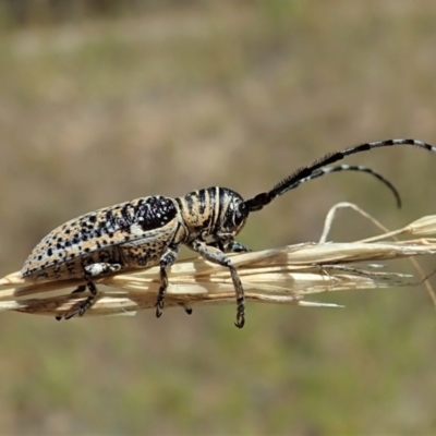 Rhytiphora albocincta (Longhorn beetle) at Cook, ACT - 11 Feb 2022 by CathB