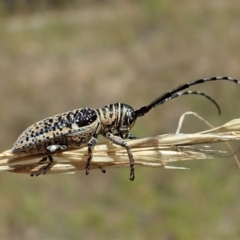Rhytiphora albocincta (Longhorn beetle) at Cook, ACT - 11 Feb 2022 by CathB