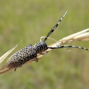 Rhytiphora albocincta at Cook, ACT - 11 Feb 2022